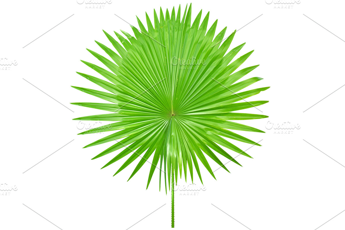 Palm Leaves Isolated, an Object Graphic by pixelworkz (Photo 3 of 7)