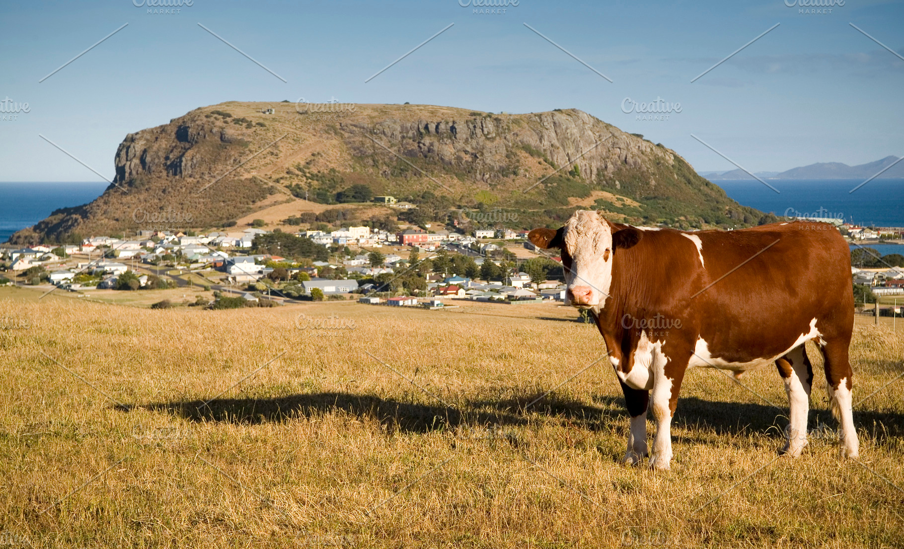 Cow at Stanley Tasmania, an Animal Photo by THP Creative