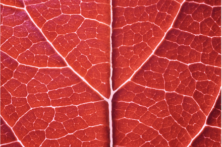 Red leaf macro backgroud texture