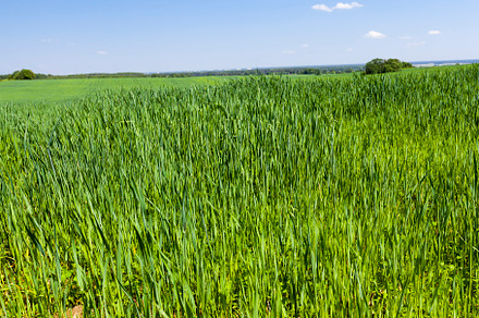 growing livestock feed green oats in a large field, a Nature Photo by MyPhotos