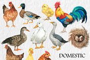 Watercolor Farm animals clipart, PNG, an Animal Illustration by PatternPalette (Thumbnail 4 of 5)