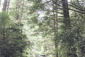 VW Bus Driving Through Woods
