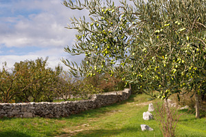 Olive trees in a natural setting with a stony background under a cloudy sky in, a Nature Photo by Bepslabor