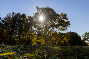 a beautiful oak with orange-green foliage during the autumn leaf fall in sunny, a Photo by rsoollAI