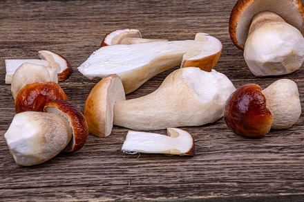 porcini mushrooms