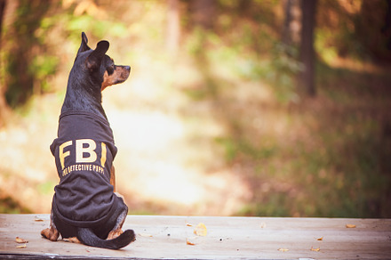Dog is an fbi agent funny puppy toy containing agent, agent 007, and animal, an Animal Photo by WildStrawberry Magic
