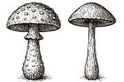 Vintage Mushroom Illustrations, an Illustration by Cool Worker (Thumbnail 2 of 3)