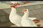 Illustrirtes Mustertauben-Buch, an Animal Illustration by Digital Museum (Thumbnail 7 of 9)