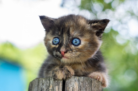a small kitten on the fence, an Animal Photo by AlexBush