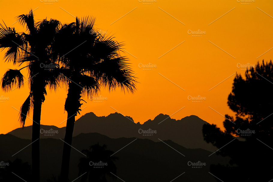 Desert Morning