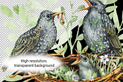 Starling family, spring bird, plants, an Animal Illustration by Artmanata (Thumbnail 5 of 16)