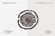Tree Rings Wood Sketches, a Decorative Illustration by TheMountBirdStudio (Thumbnail 2 of 5)