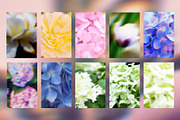 Floral Blurred Backgrounds, a Background Graphic by PaperJamLab (Thumbnail 8 of 13)