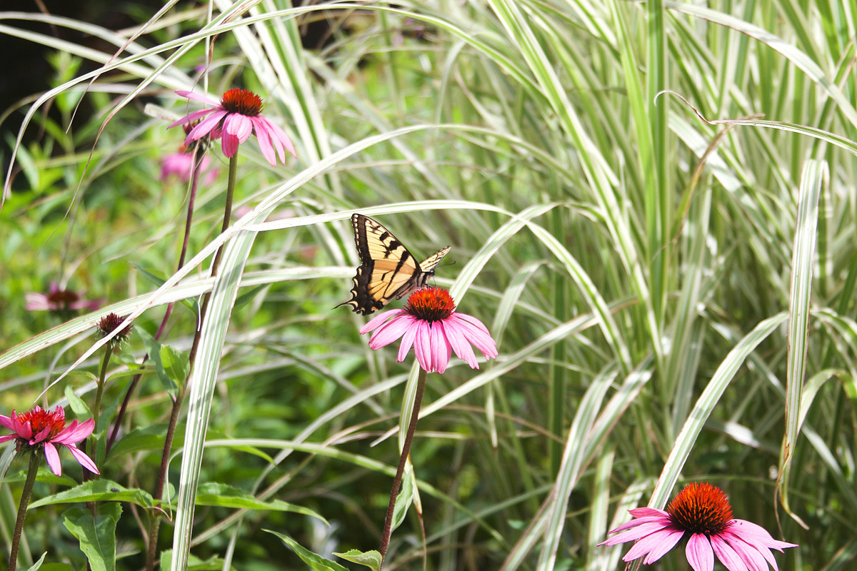Summer Garden Collection, a Photo by Paper City Design (Photo 3 of 21)
