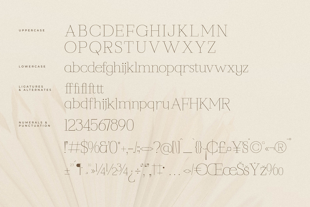 Callidora New Modern Serif, a Serif Font by Storytype Studio (Photo 13 of 15)