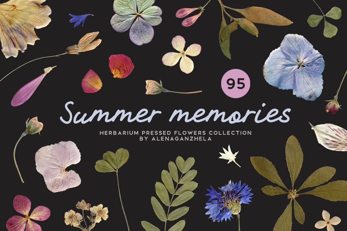 SUMMER MEMORIES - herbarium flowers, an Object Graphic by alenaganzhela (Photo 1 of 8)