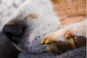 veterinary care dog paw with nails, an Animal Photo by MadPhotos