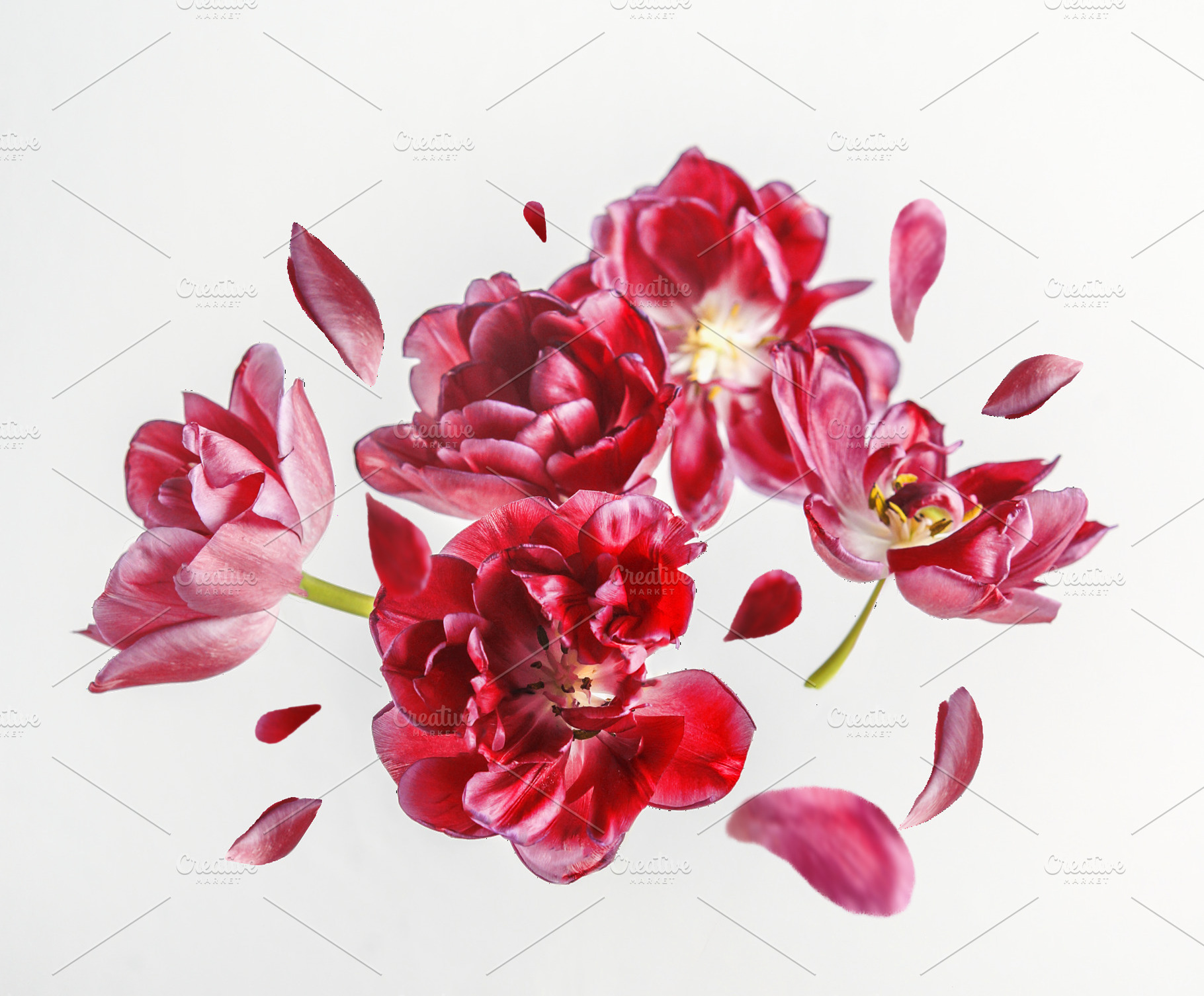 PNG - Flying red flowers and petals, a Nature Photo by VICUSCHKA