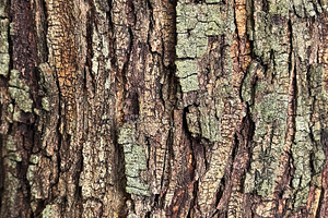 Tree texture background