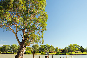 Murray River Jetty, a Nature Photo by THP Creative