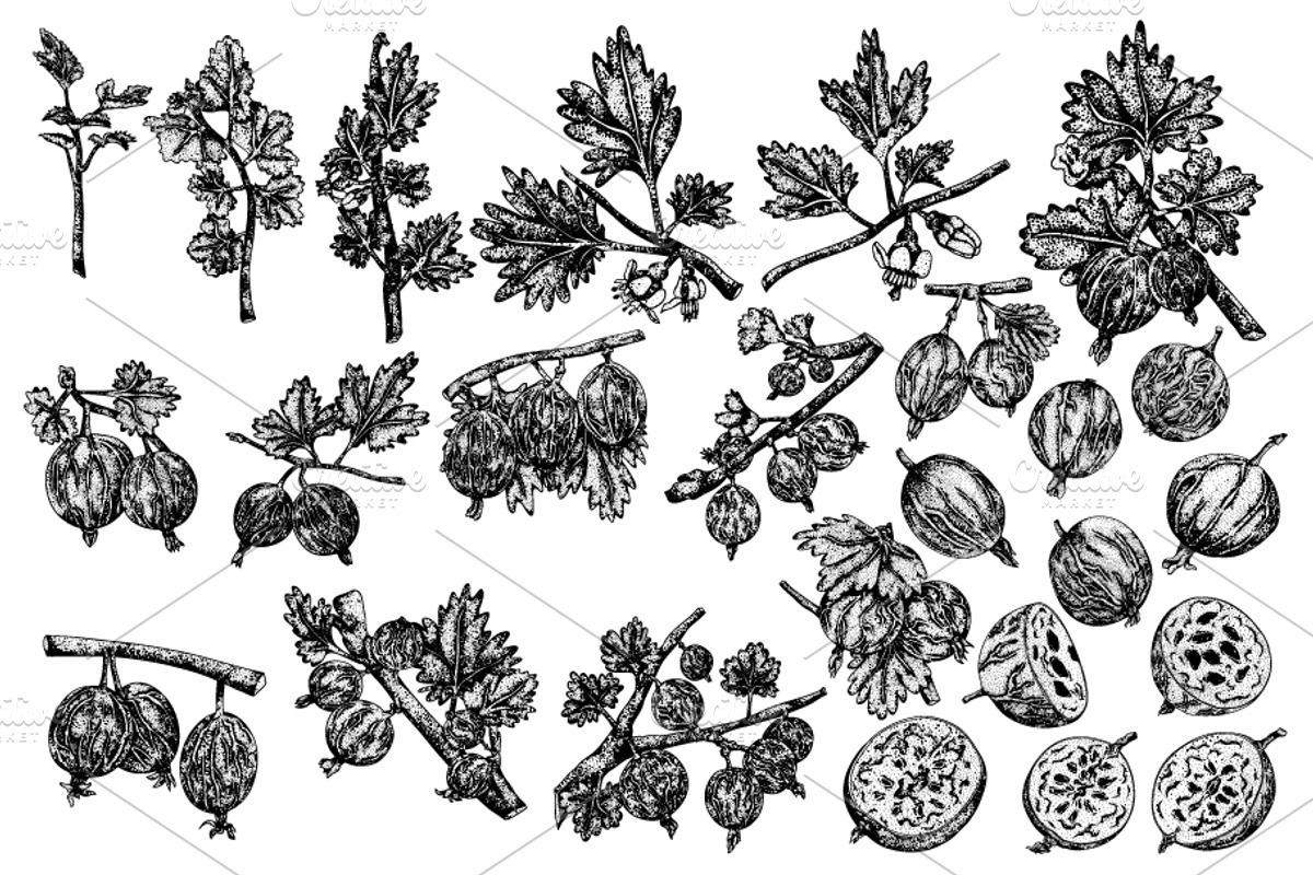 Gooseberry hand drawn vector, a Food Illustration by Elena Mykhailenko (Photo 4 of 4)