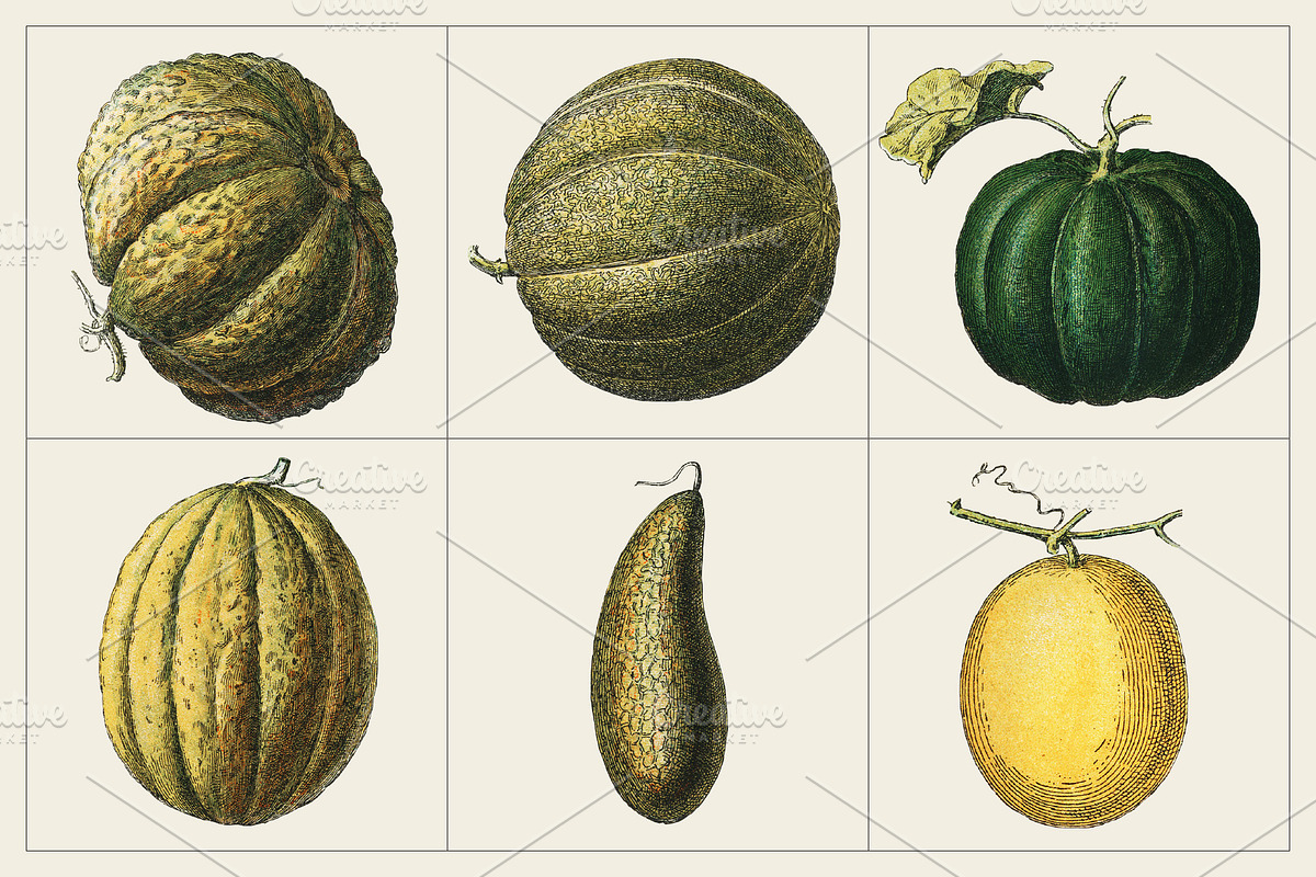 Fruit and Vegetable Art Collection, a Food Illustration by Illusiongraphic (Photo 5 of 14)