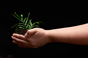 Hand holding a young plant with soil on a black background, a Nature Photo by ndanko