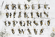CHARCOAL & GOLD GRAPHIC COLLECTION, a Texture Illustration by Luna Dreams (Thumbnail 9 of 11)