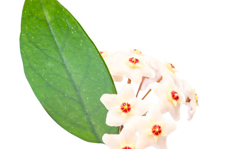 White flowers Hoya Carnosa