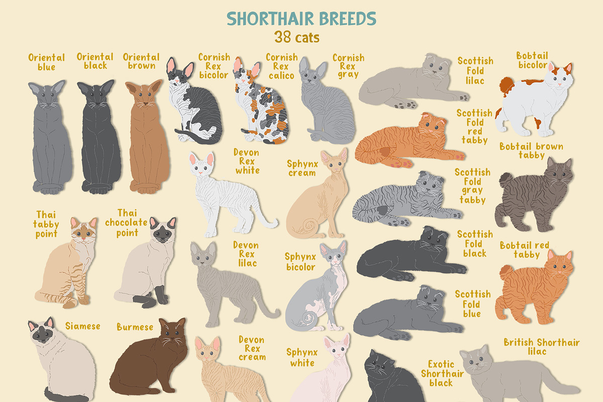 Cat breeds vector clipart, an Object Graphic by Trinibis (Photo 2 of 11)