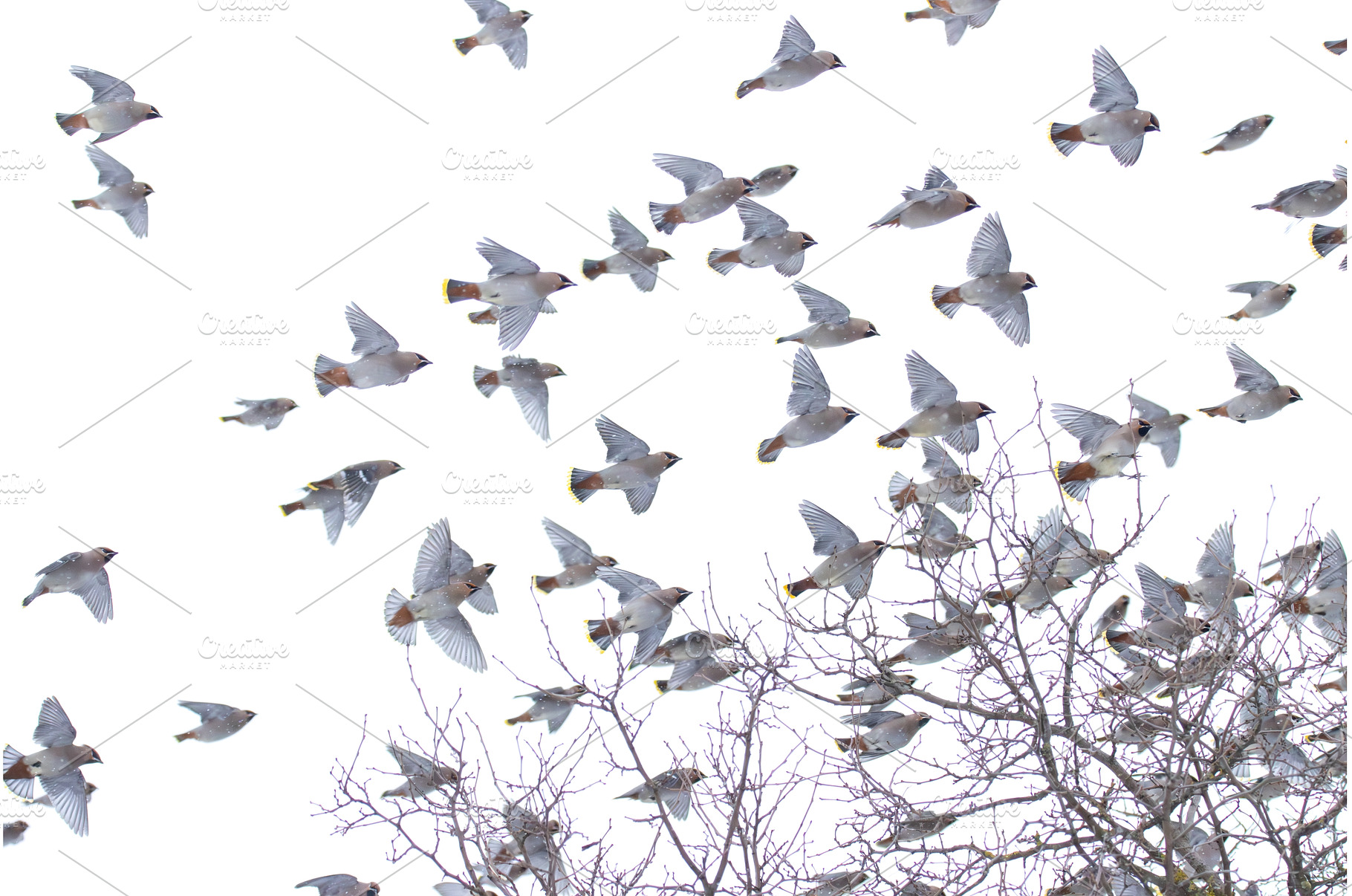Large flock of Bohemian Waxwings, an Animal Photo by Pakosta