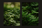 Six Foliage Images, a Nature Photo by Fossilized Tree Sap (Thumbnail 2 of 4)