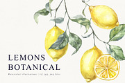 Lemons Botanical Illustrations, a Food Illustration by Tilling (Thumbnail 1 of 7)