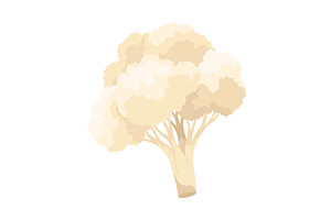 Cauliflower cabbage icon. Vegetable, a Food Illustration by the8monkey