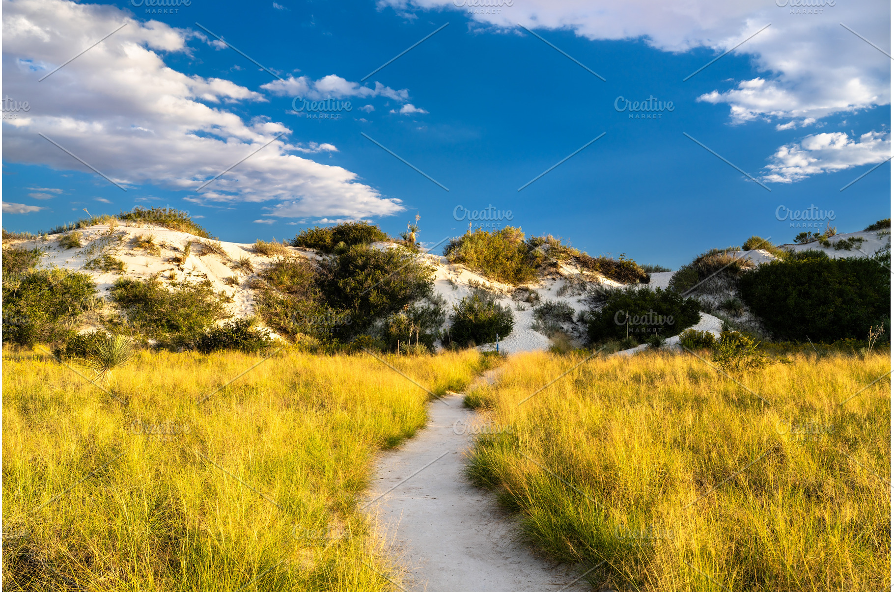 Scenic path on the Dune Life Nature, a Nature Photo by Leonid Andronov