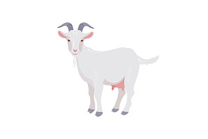 Goat isolated on white. Domestic