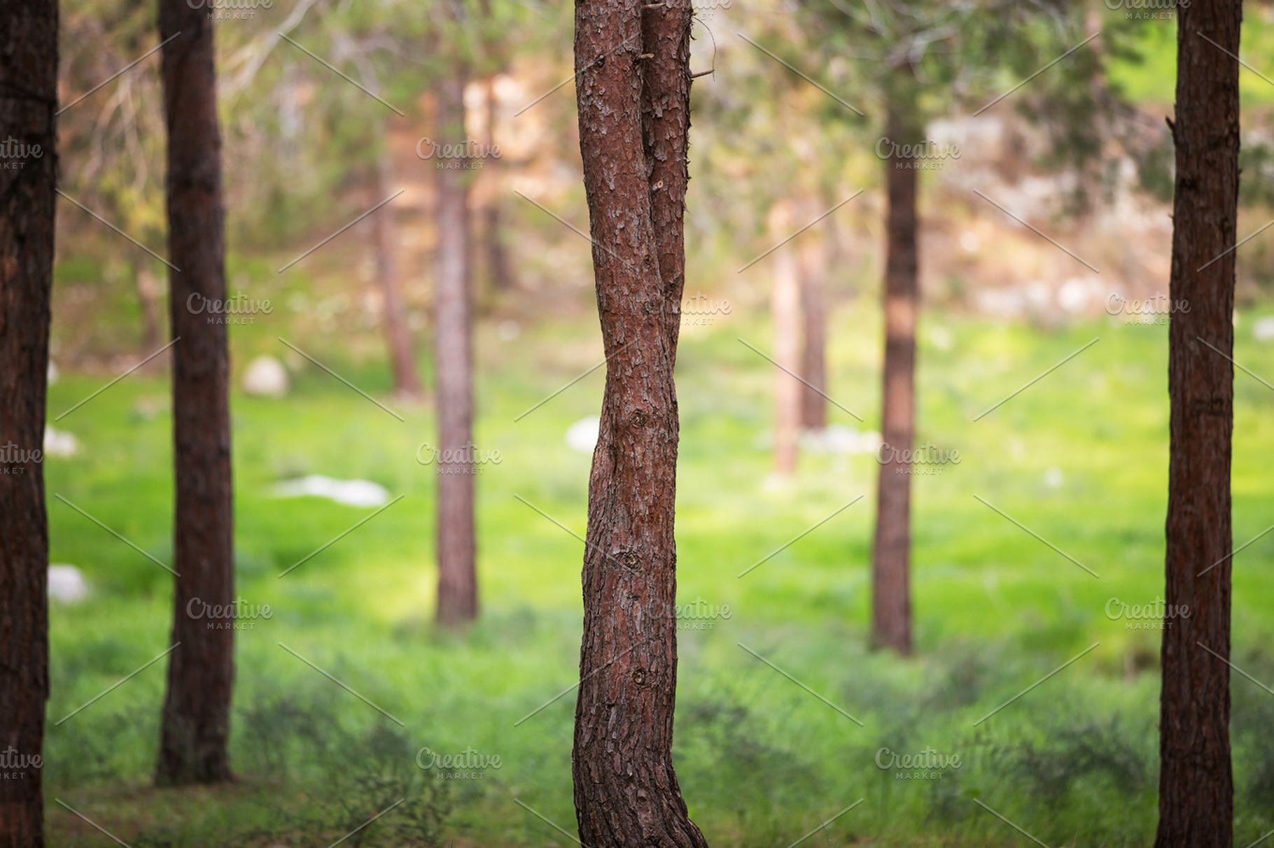 The trunk of the tree in the forest., a Nature Photo by suprunvitaly