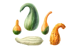 Hand-drawn Gourds Isolated On White