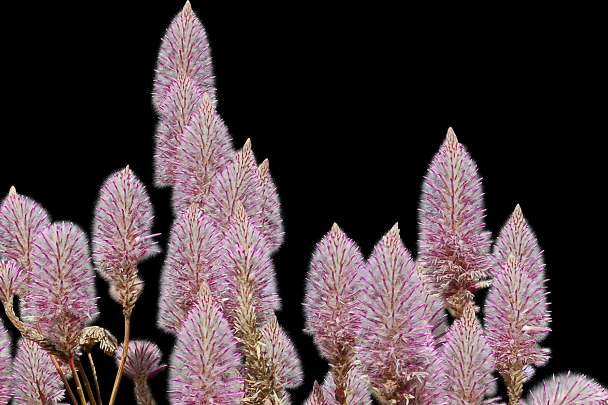 10 PSD Plants Collection 1 preview 2
