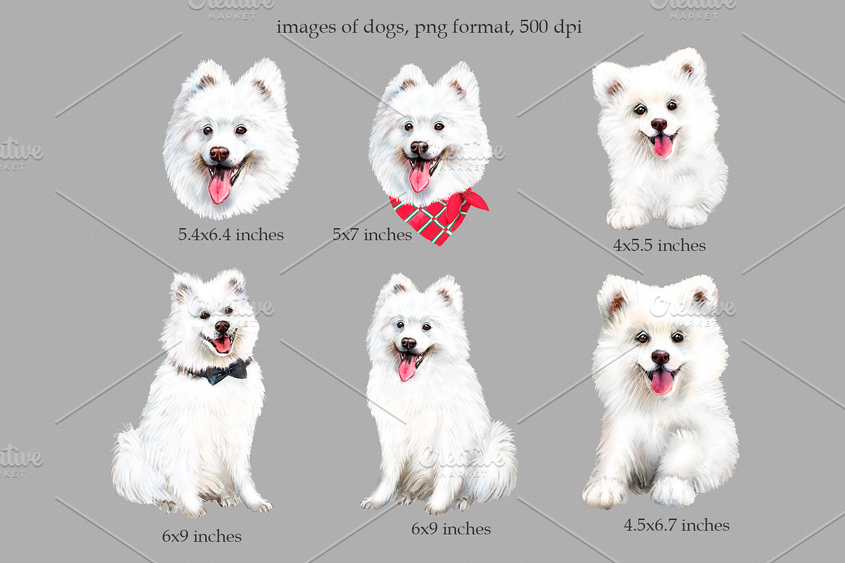 Samoyed dog watercolor clipart., an Animal Illustration by SavinV (Photo 2 of 6)
