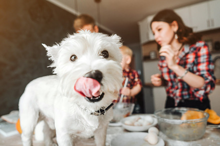Dog on the kitchen table happy family in the kitchen featuring happiness