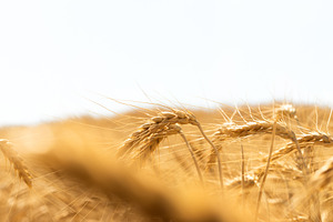 Close-up of golden wheat heads bending in a field, glowing under, a Nature Photo by Ales Munt