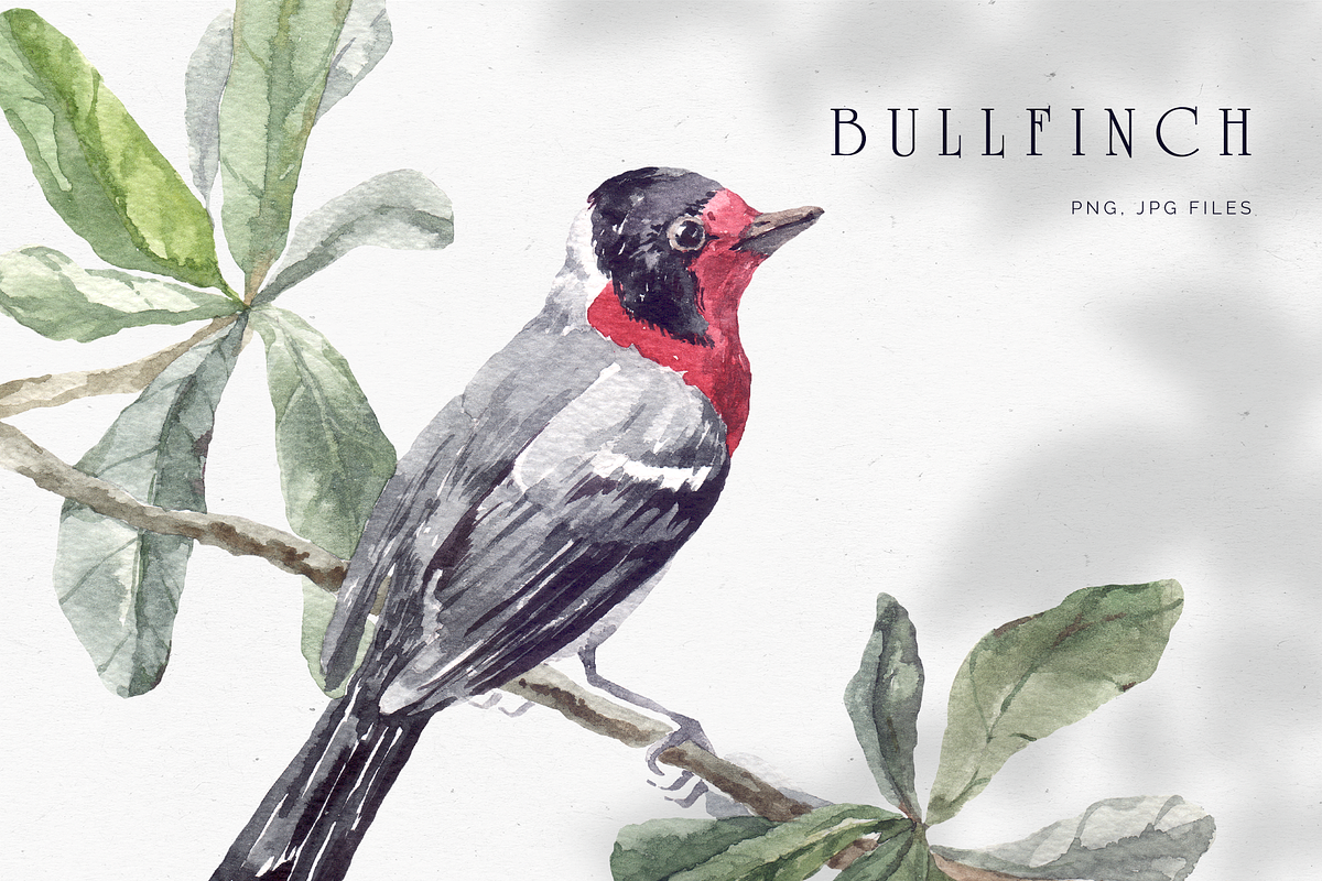 Bullfinch watercolor illustration, an Animal Illustration by Tilling (Photo 1 of 4)