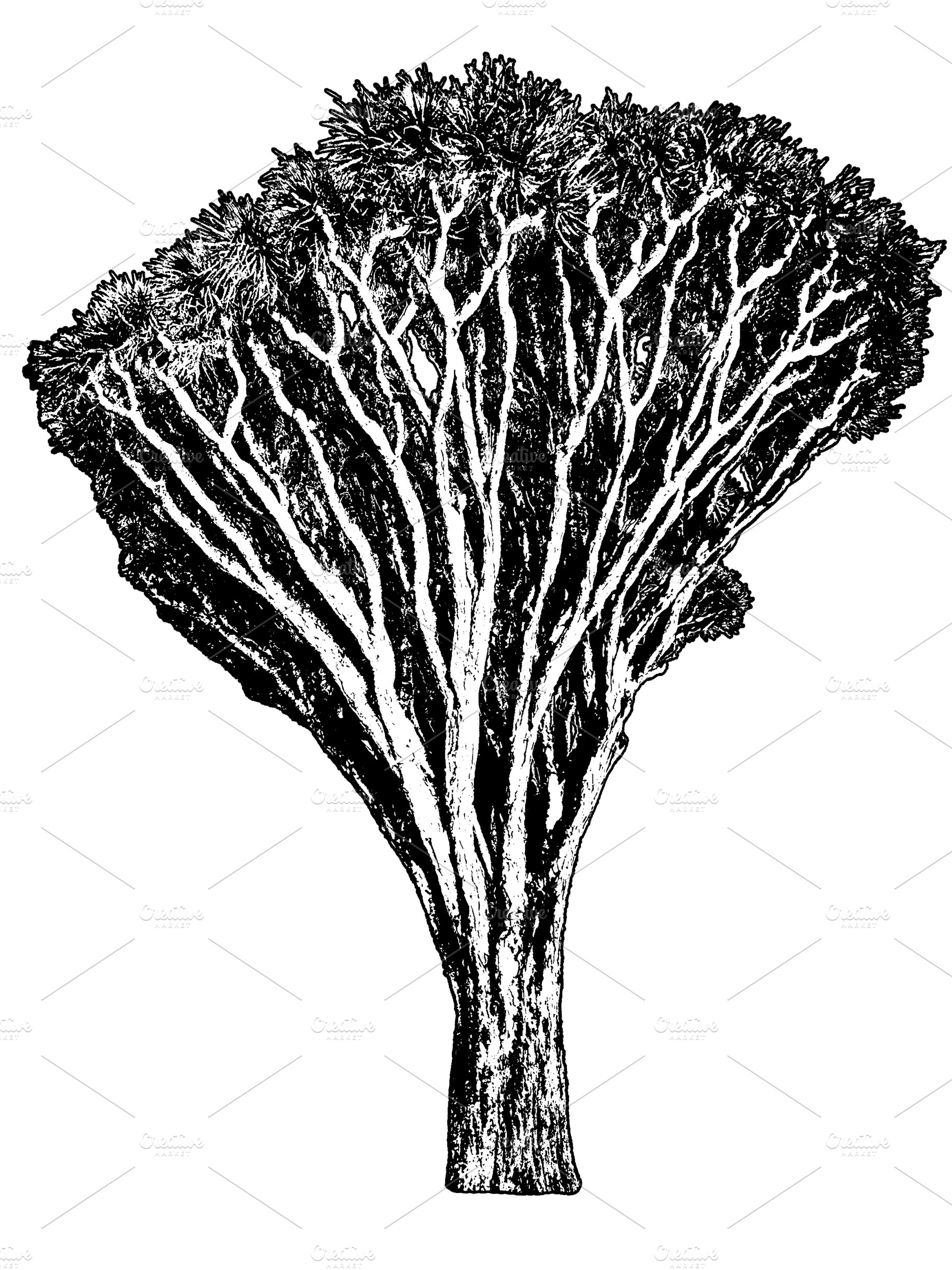 Iconic dragon tree photo, a Photo by DanFLCreativo
