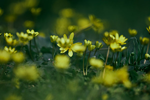 Yellow wildflowers growing in lush green grass, captured with sh, a Nature Photo by ndanko