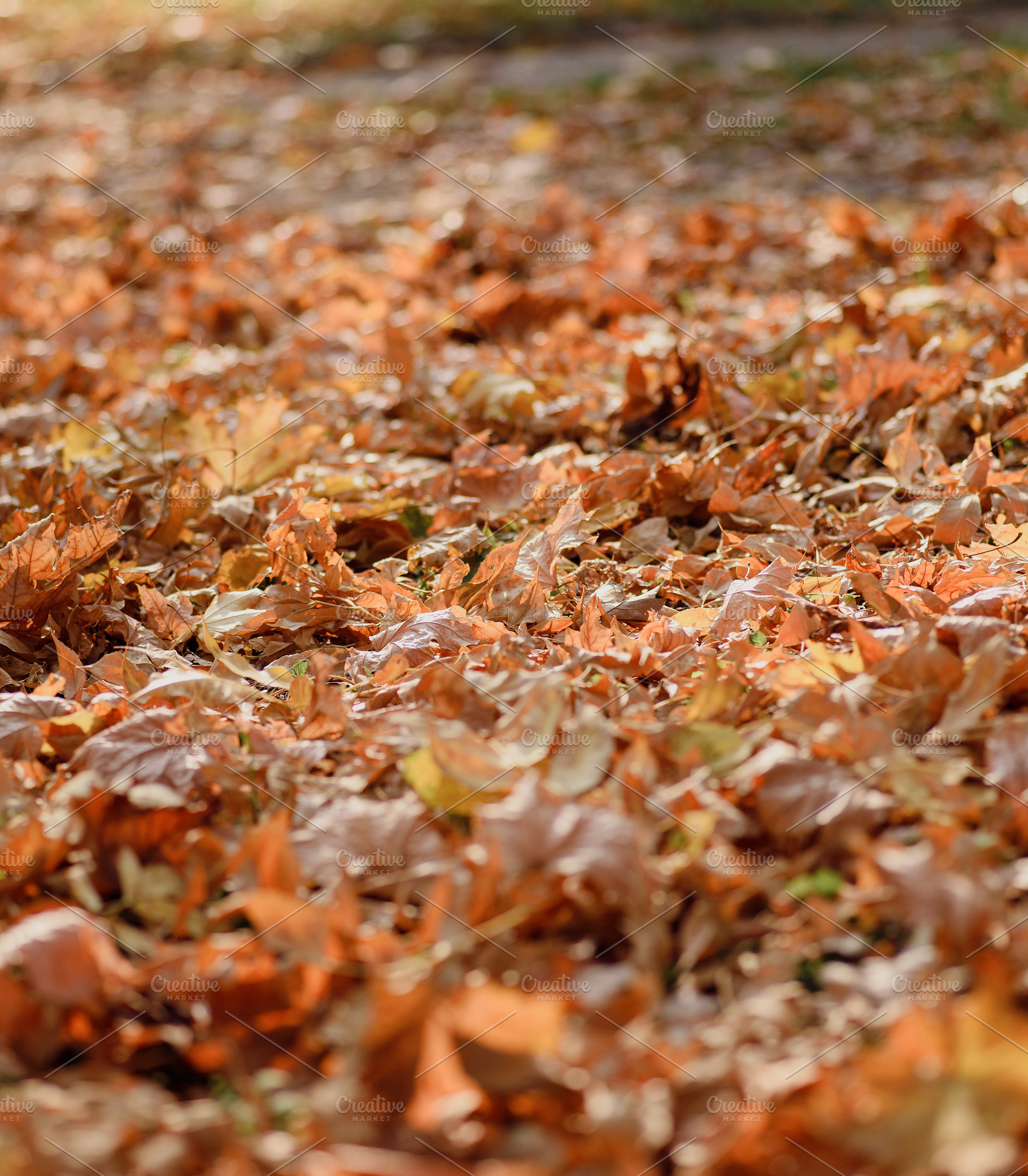 Yellow dry maple leaves on the ground in a city park, a Nature Photo by ndanko