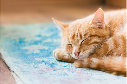 Close Red Tabby Mixed Breed Short, an Animal Photo by Our Amazing World