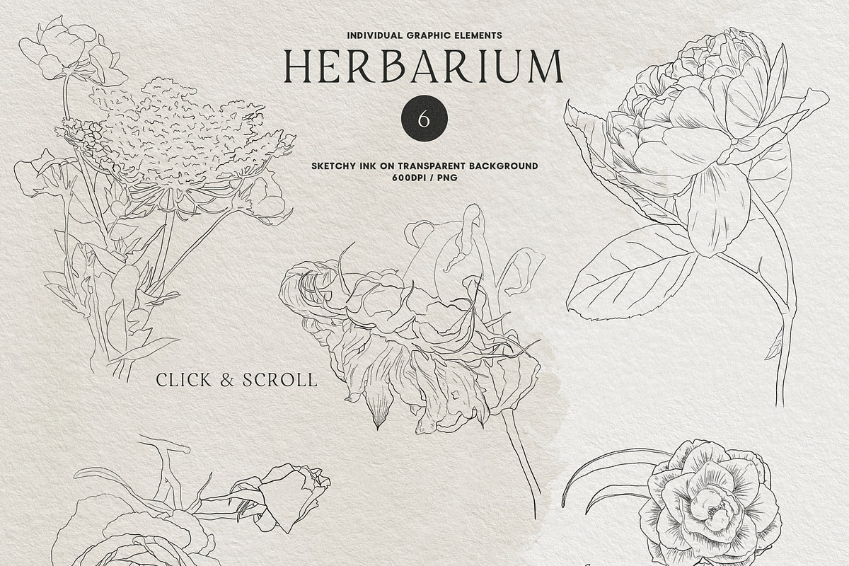 Herbarium: Pressed Dry Flowers vol.1, a Decorative Illustration by AnaPierceArt (Photo 4 of 12)