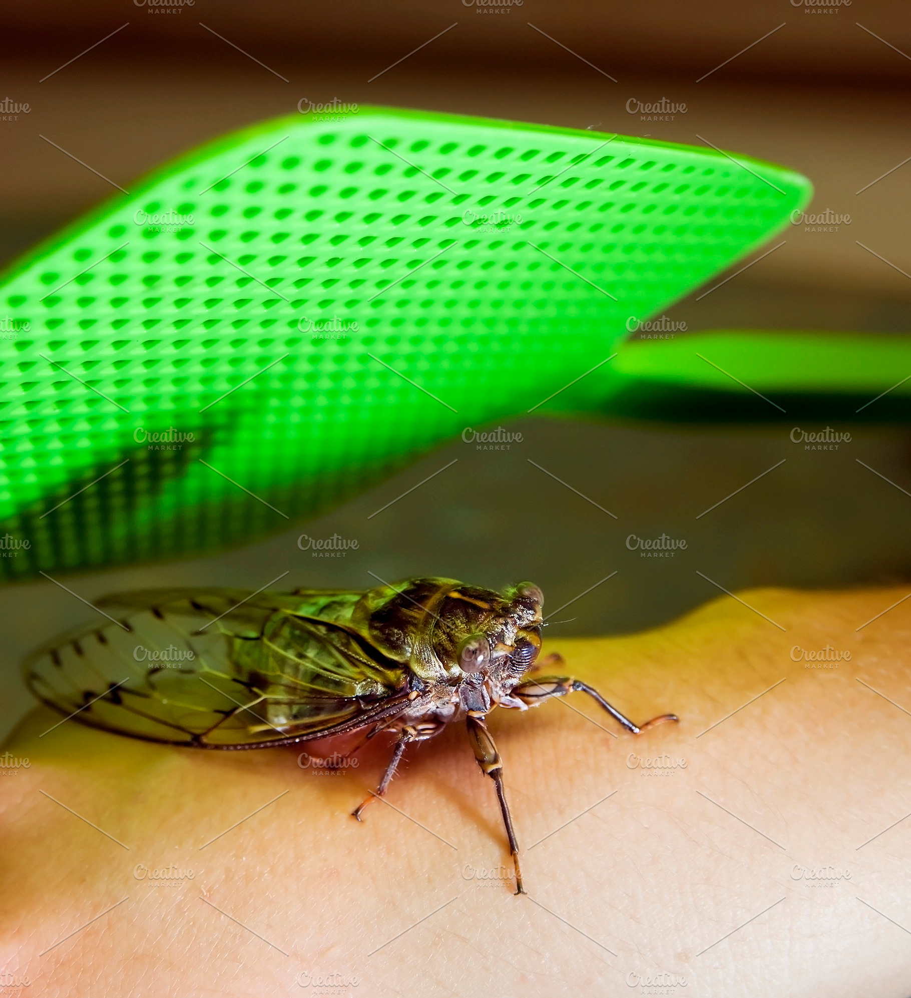 Swatting A Bug, an Animal Photo by THP Creative