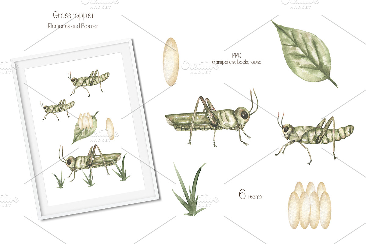 Watercolor Insects Life Cycle, an Education Illustration by MayaNavits (Photo 9 of 18)